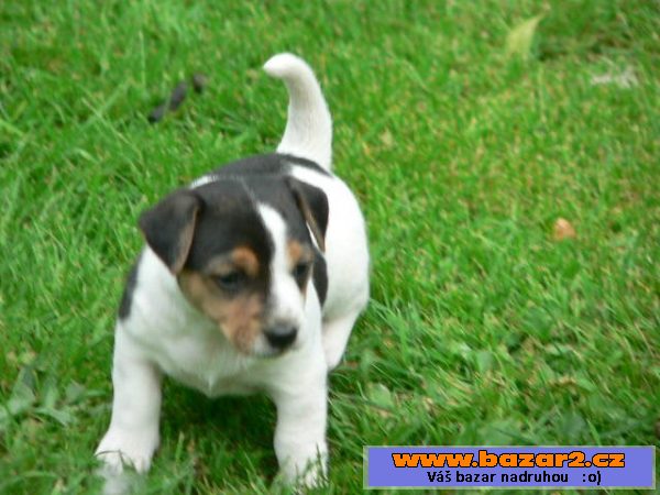 Prodám 2 fenky Jack Russell teriéra