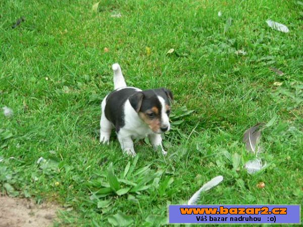 Prodám 2 fenky Jack Russell teriéra