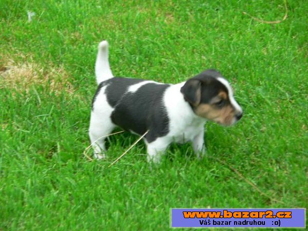 Prodám 2 fenky Jack Russell teriéra