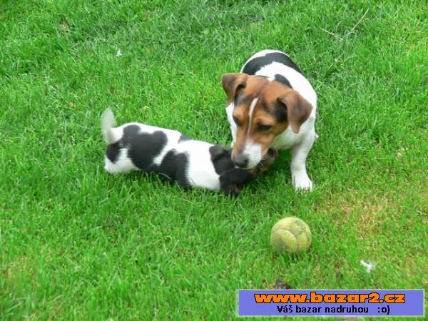 Prodám 2 fenky Jack Russell teriéra