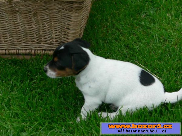 Prodám 2 fenky Jack Russell teriéra