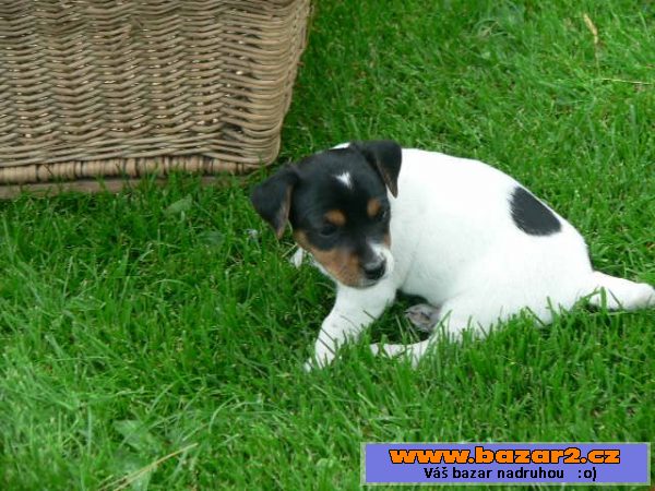 Prodám 2 fenky Jack Russell teriéra