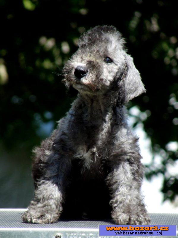 Bedlington terier