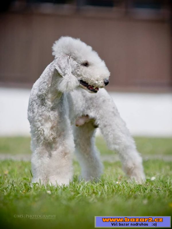 Bedlington terier