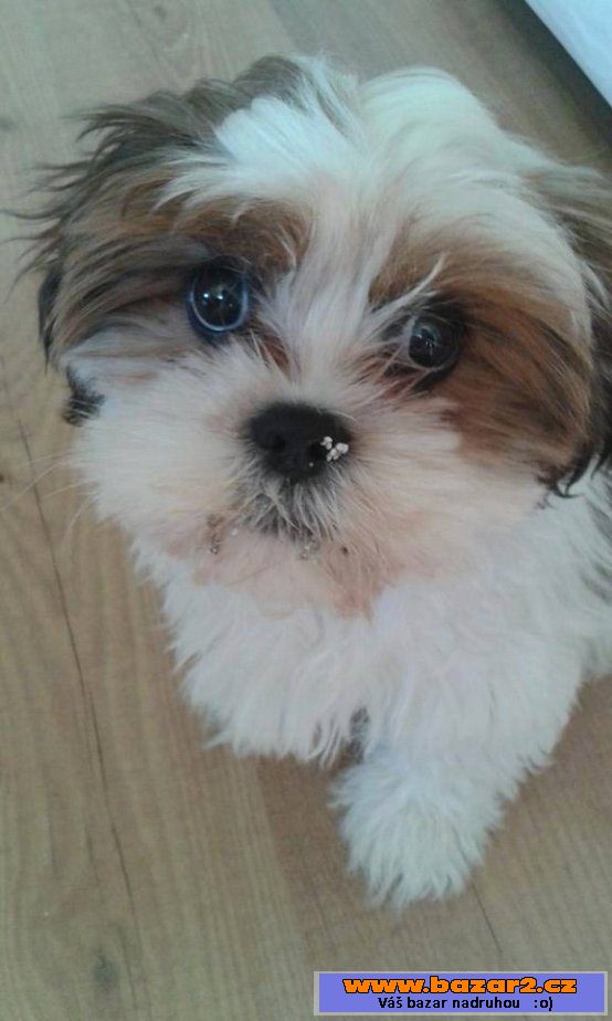 Teddy - Shi-tzu x - štěně