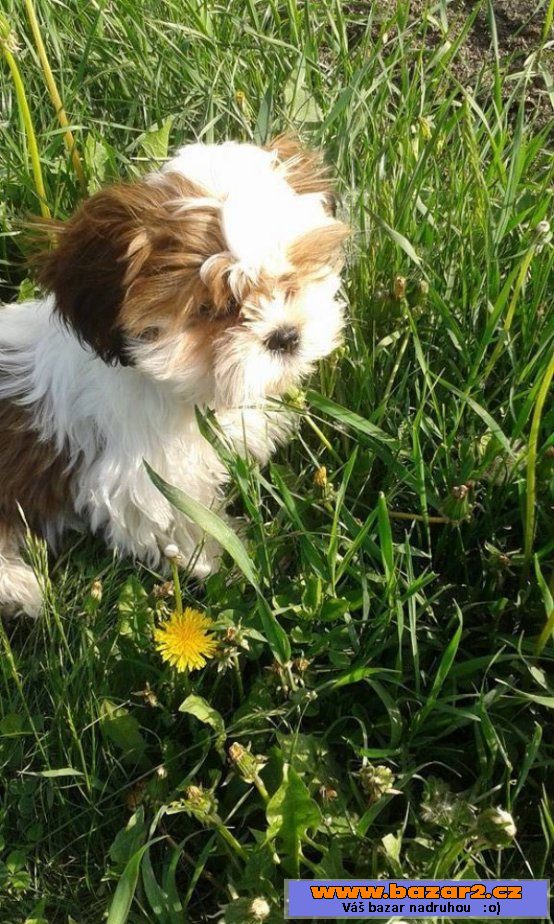 Teddy - Shi-tzu x - štěně