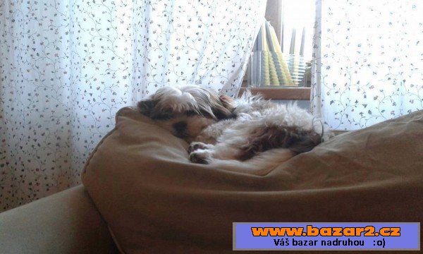 Teddy - Shi-tzu x - štěně