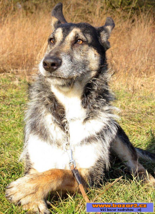 Wolf - německý ovčák x