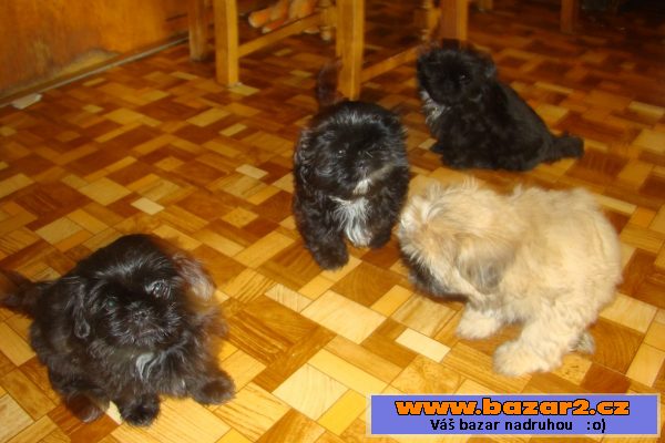 Nabízím štěňátka shih-tzu