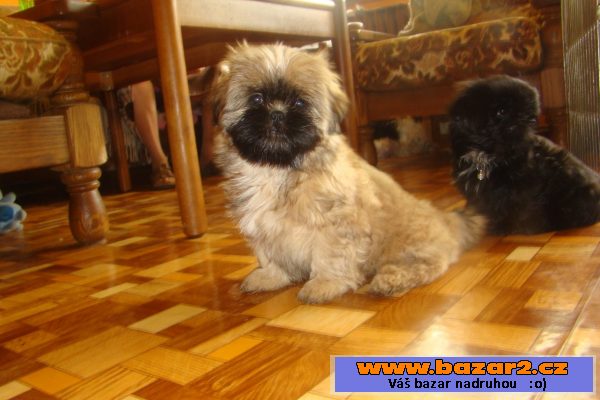Nabízím štěňátka shih-tzu