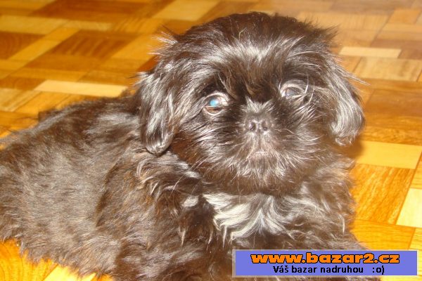 Nabízím štěňátka shih-tzu