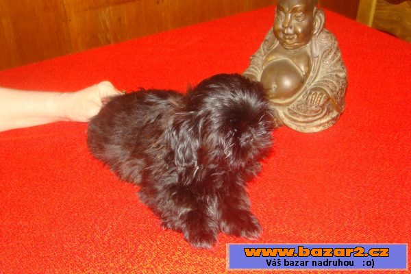 Nabízím štěňátka shih-tzu