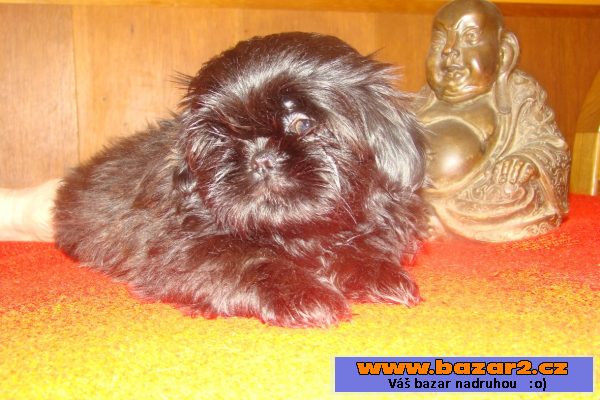 Nabízím štěňátka shih-tzu