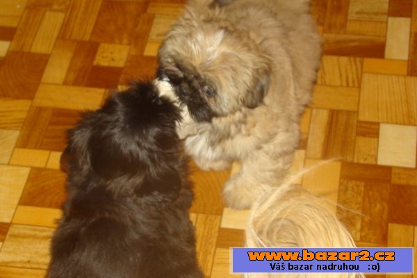 Nabízím štěňátka shih-tzu