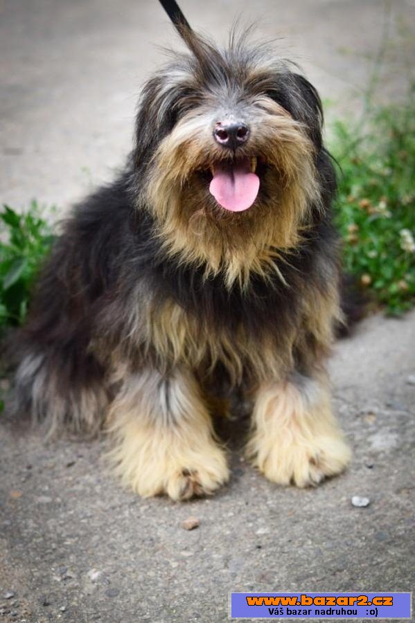 Bearded kolie