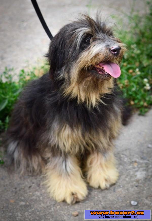 Bearded kolie