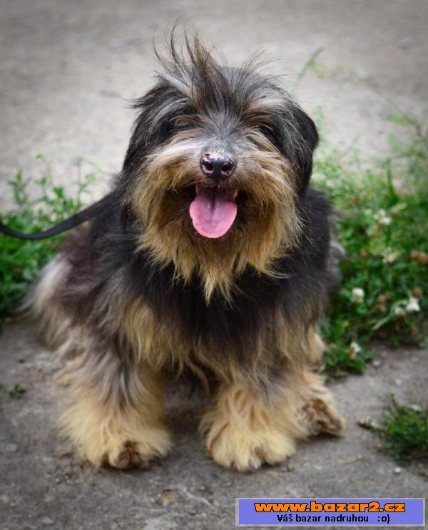 Bearded kolie