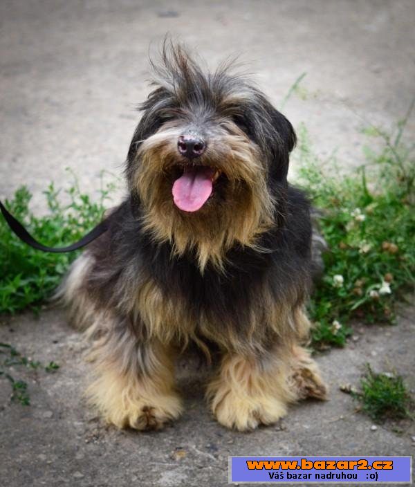 Bearded kolie