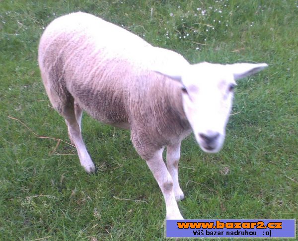 Prodám jehnici Texel