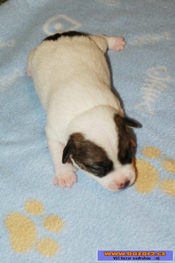 Jack Russel terier hladký vrh s PP