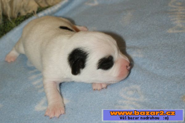 Jack Russel terier hladký vrh s PP