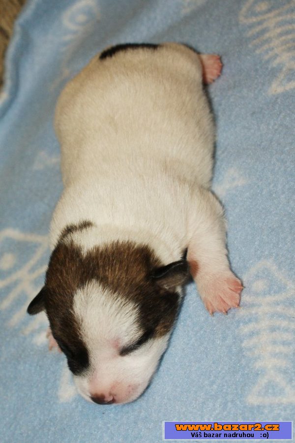 Jack Russel terier hladký vrh s PP