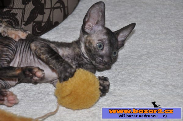 Cornis rex