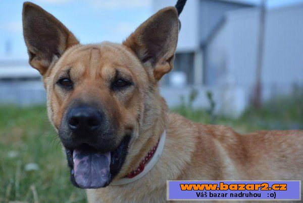 Lara - šarpej x thajský ridgeback