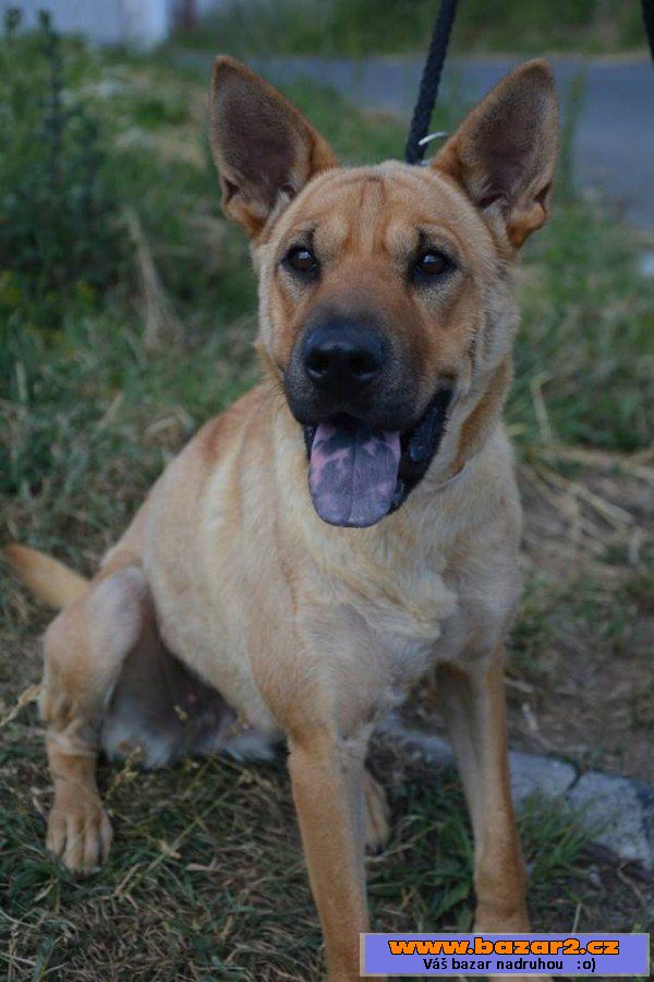 Lara - šarpej x thajský ridgeback
