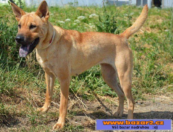 Lara - šarpej x thajský ridgeback