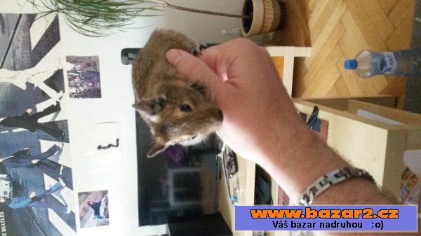 Daruji osmaky degu