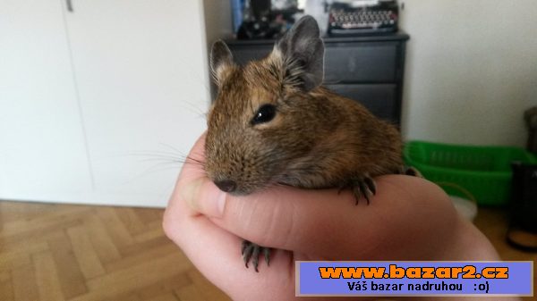 Daruji osmaky degu