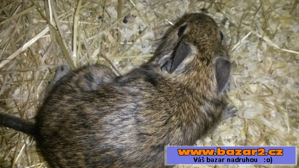 Daruji osmaky degu