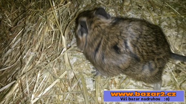 Daruji osmaky degu
