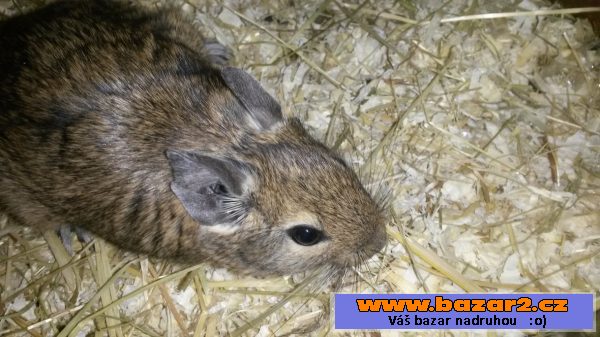 Daruji osmaky degu
