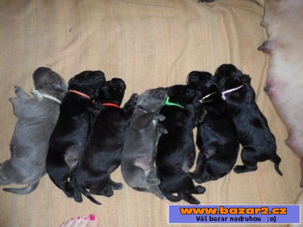 CANE CORSO štěňata s PP
