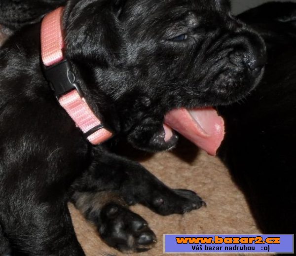 CANE CORSO štěňata s PP