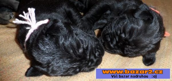 CANE CORSO štěňata s PP