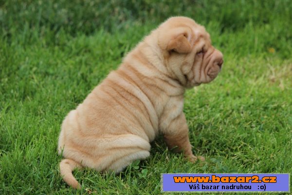 Sharpei s PP