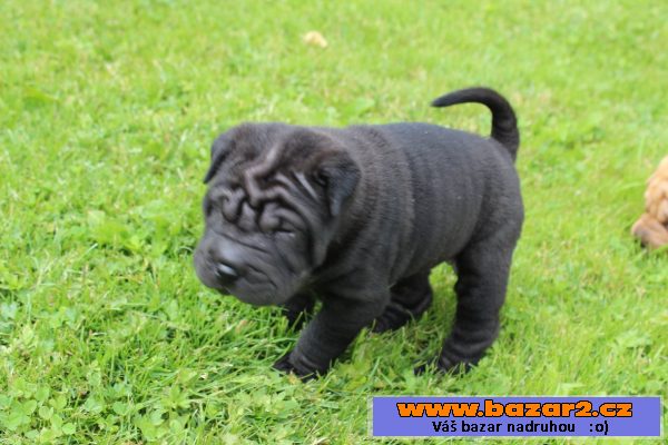Sharpei s PP