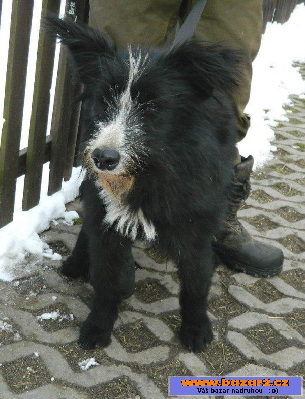 AVRIL - Kříženec - fena