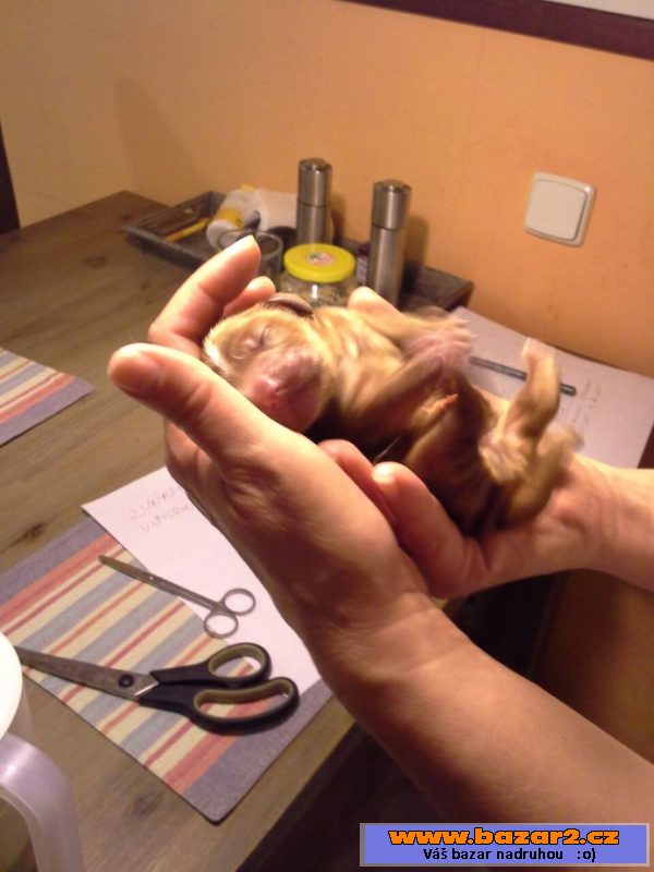 Štěňata anglického kokršpaněla