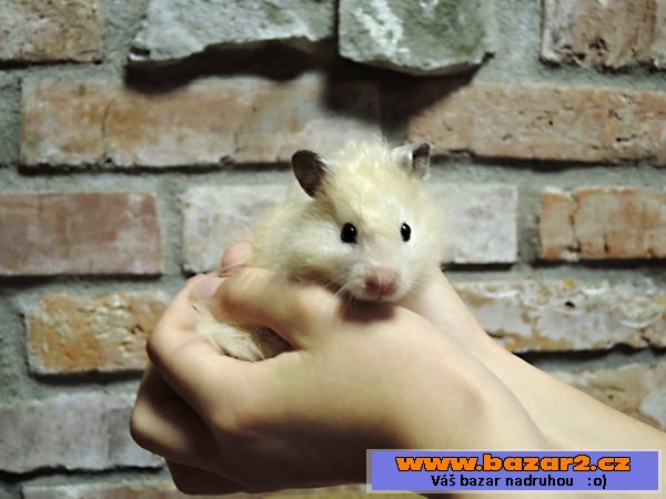 Nabízím mláďata křečka syrského