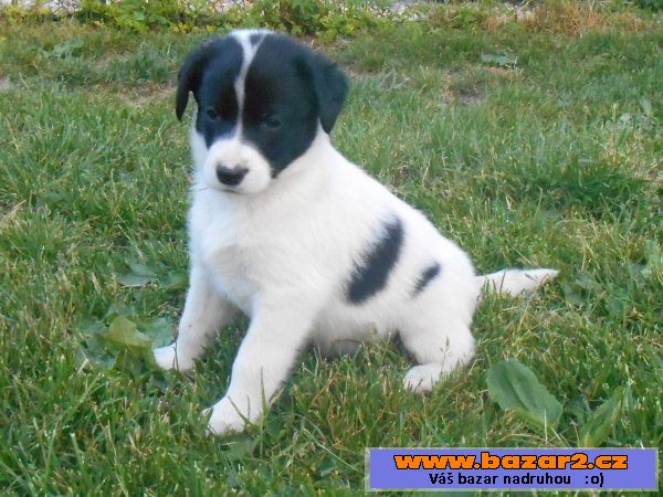 Štěňata Alaskan Husky