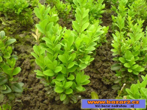 Buxus