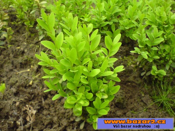 Buxus