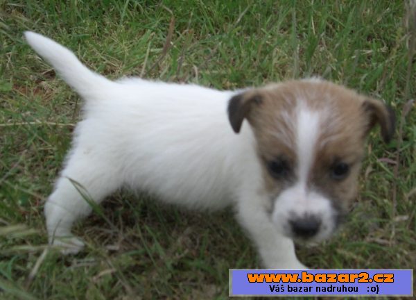 Jack Russell bez PP