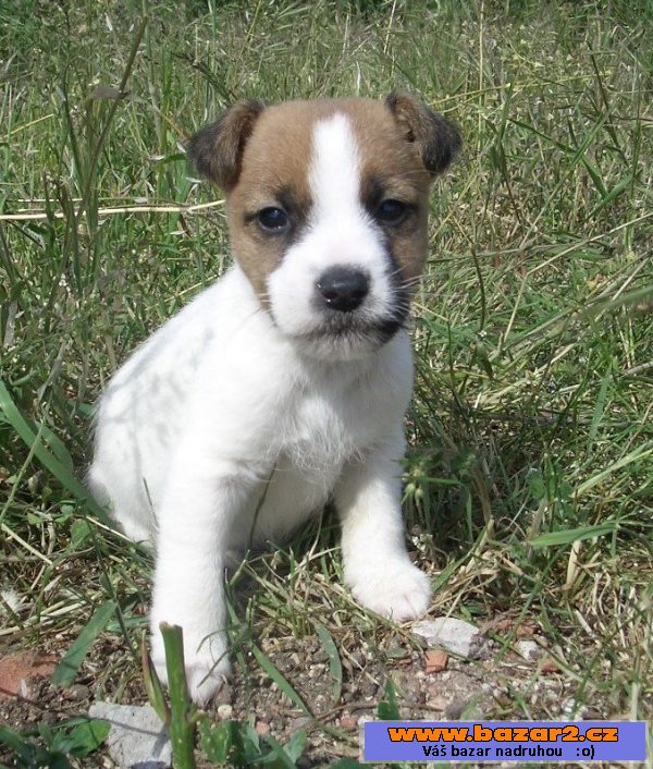 Jack Russell bez PP