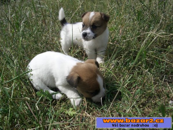 Jack Russell bez PP