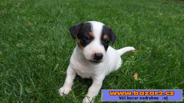 Krásná štěňátka Jack Russell teriér